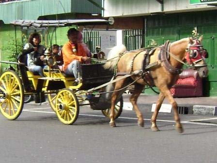Andong horse cart-image